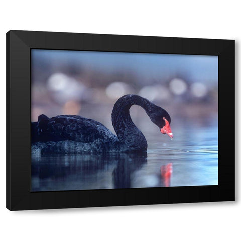 Black Swan-Vancouver-British Columbia Black Modern Wood Framed Art Print by Fitzharris, Tim