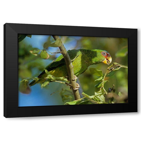 White-fronted Parrot Black Modern Wood Framed Art Print with Double Matting by Fitzharris, Tim