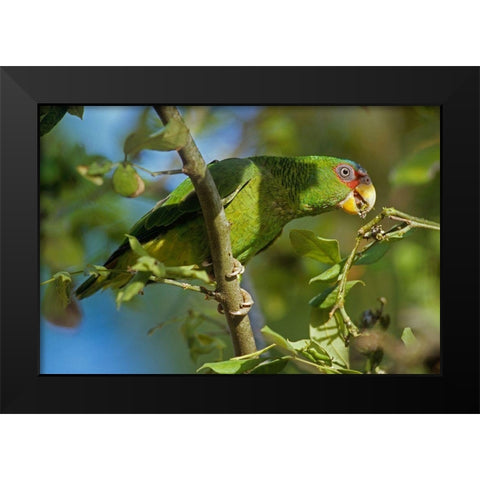 White-fronted Parrot Black Modern Wood Framed Art Print by Fitzharris, Tim