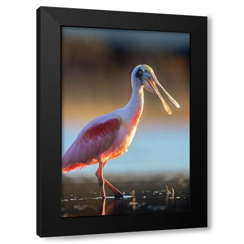 Roseate Spoonbill Black Modern Wood Framed Art Print with Double Matting by Fitzharris, Tim