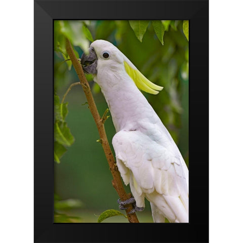 Umbrella Parrot Black Modern Wood Framed Art Print by Fitzharris, Tim