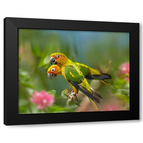 Conure Parrots Black Modern Wood Framed Art Print with Double Matting by Fitzharris, Tim