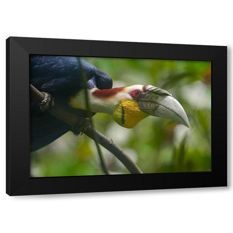 Wreathed Hornbill Malaysia I Black Modern Wood Framed Art Print with Double Matting by Fitzharris, Tim