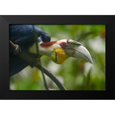 Wreathed Hornbill Malaysia I Black Modern Wood Framed Art Print by Fitzharris, Tim