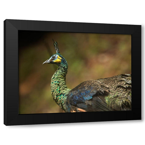 Peacock V Black Modern Wood Framed Art Print with Double Matting by Fitzharris, Tim