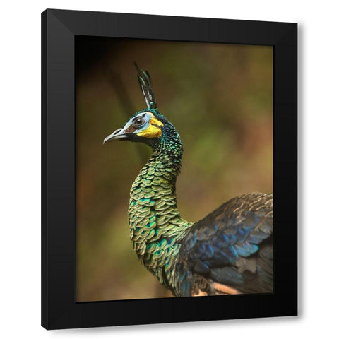 Peacock VI Black Modern Wood Framed Art Print with Double Matting by Fitzharris, Tim