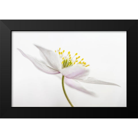 Nemorosa Black Modern Wood Framed Art Print by Disher, Mandy