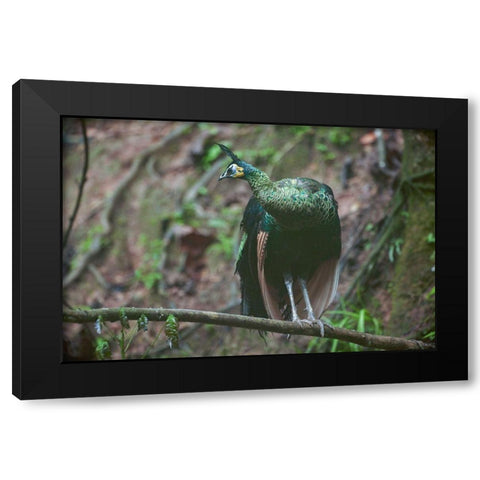 Peacock VII Black Modern Wood Framed Art Print with Double Matting by Fitzharris, Tim