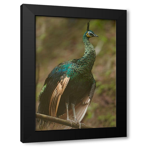 Peacock VIII Black Modern Wood Framed Art Print with Double Matting by Fitzharris, Tim