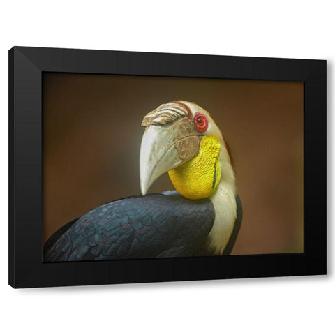 Wreathed Hornbill Malaysia II Black Modern Wood Framed Art Print with Double Matting by Fitzharris, Tim