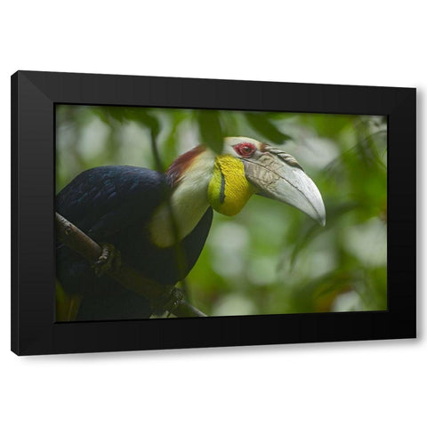 Wreathed Hornbill Malaysia III Black Modern Wood Framed Art Print by Fitzharris, Tim