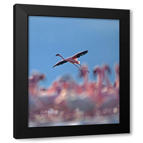 Lesser Flamingo Black Modern Wood Framed Art Print with Double Matting by Fitzharris, Tim