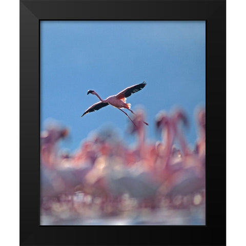 Lesser Flamingo Black Modern Wood Framed Art Print by Fitzharris, Tim