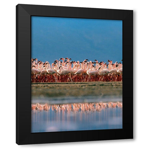 Lesser Flamingos over Lake Magadi Kenya Black Modern Wood Framed Art Print by Fitzharris, Tim