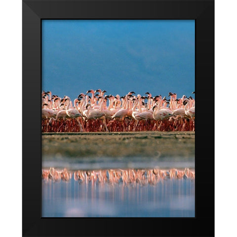 Lesser Flamingos over Lake Magadi Kenya Black Modern Wood Framed Art Print by Fitzharris, Tim