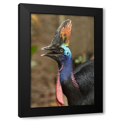 Cassowary Black Modern Wood Framed Art Print with Double Matting by Fitzharris, Tim