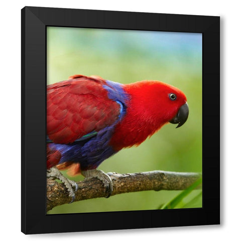 Eclectus Parrot Female Black Modern Wood Framed Art Print by Fitzharris, Tim