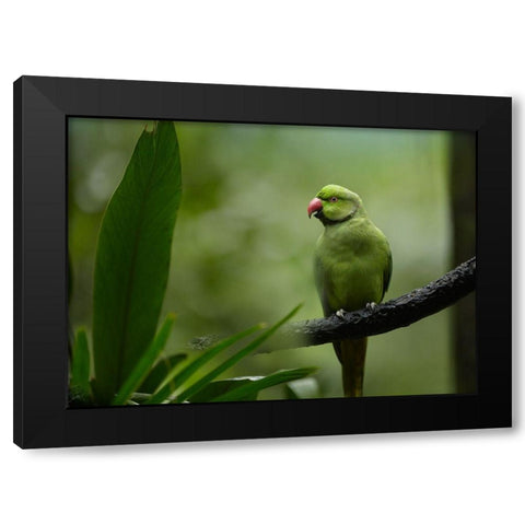 Indian Rose-ringed Parakeet I Black Modern Wood Framed Art Print with Double Matting by Fitzharris, Tim