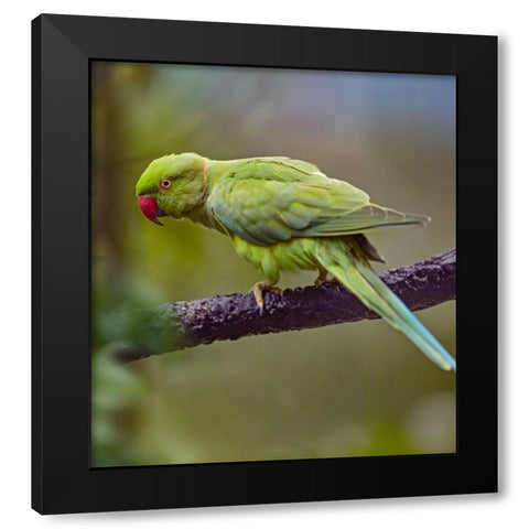 Indian Rose-ringed Parakeet II Black Modern Wood Framed Art Print by Fitzharris, Tim