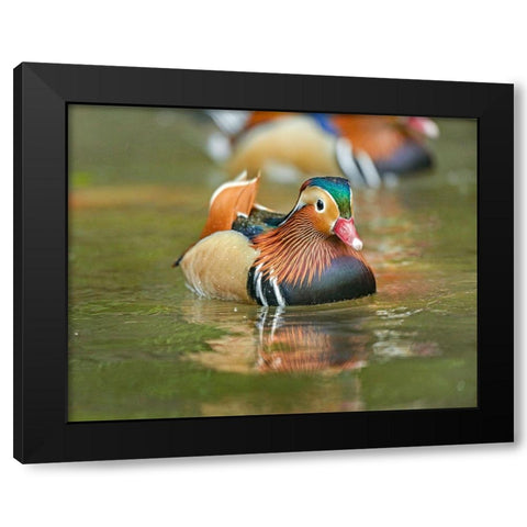 Mandarin Duck Male I Black Modern Wood Framed Art Print by Fitzharris, Tim