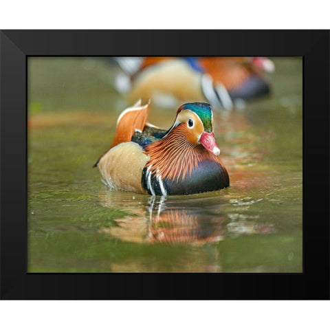 Mandarin Duck Male I Black Modern Wood Framed Art Print by Fitzharris, Tim