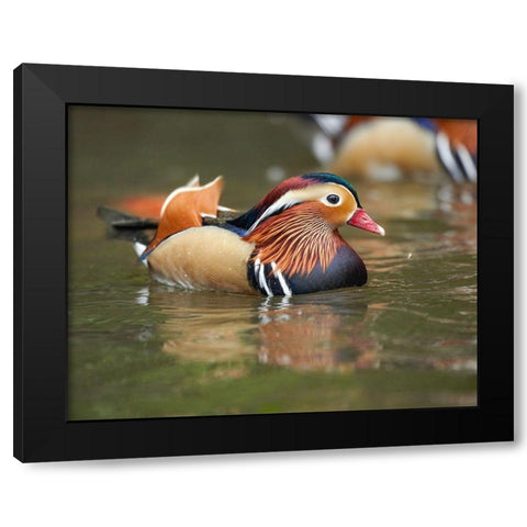 Mandarin Duck Male II Black Modern Wood Framed Art Print with Double Matting by Fitzharris, Tim