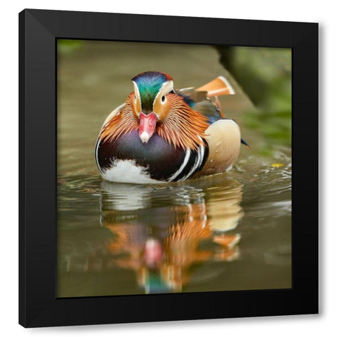 Mandarin Duck Male III Black Modern Wood Framed Art Print with Double Matting by Fitzharris, Tim