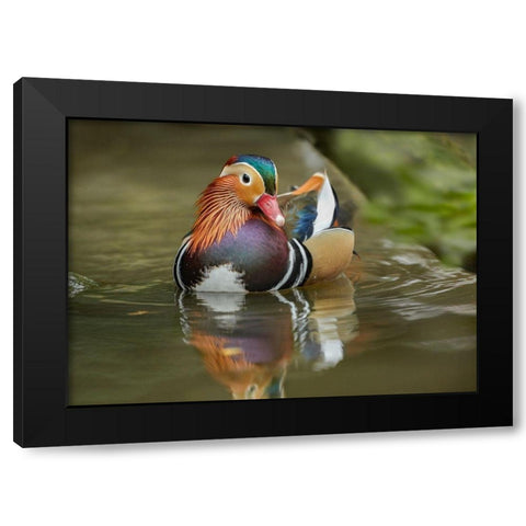 Mandarin Duck Male IV Black Modern Wood Framed Art Print with Double Matting by Fitzharris, Tim