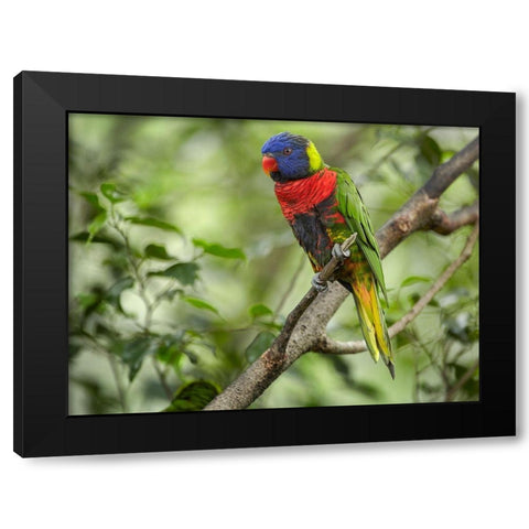 Rainbow Lory Green Naped Lory Black Modern Wood Framed Art Print with Double Matting by Fitzharris, Tim