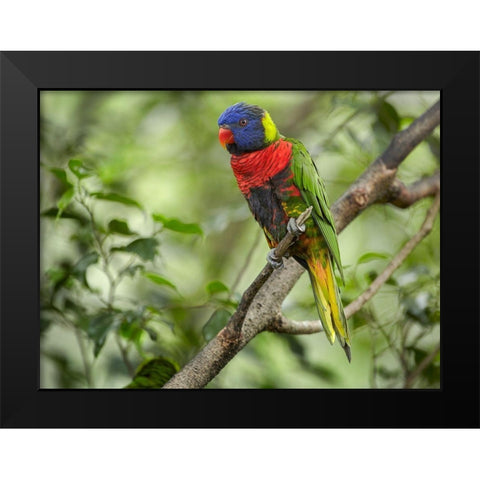 Rainbow Lory Green Naped Lory Black Modern Wood Framed Art Print by Fitzharris, Tim