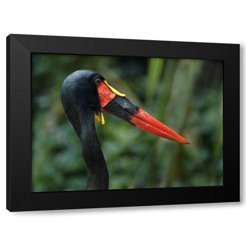 Saddle-billed Stork-Kenya I Black Modern Wood Framed Art Print with Double Matting by Fitzharris, Tim