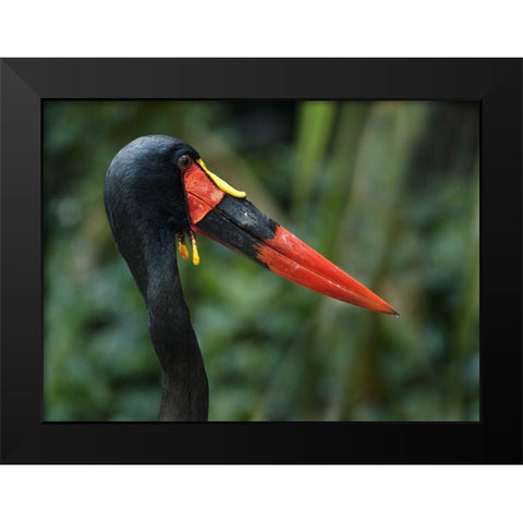 Saddle-billed Stork-Kenya I Black Modern Wood Framed Art Print by Fitzharris, Tim