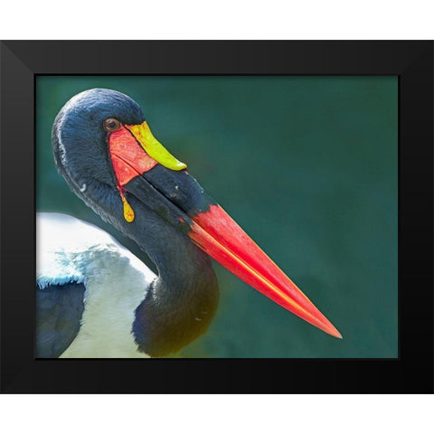 Saddle-billed Stork-Kenya II Black Modern Wood Framed Art Print by Fitzharris, Tim