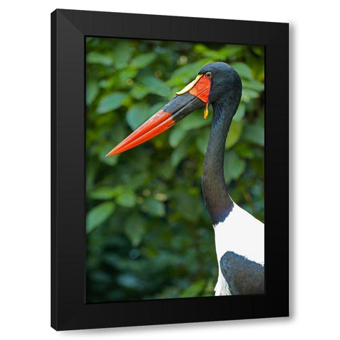 Saddle-billed Stork-Kenya III Black Modern Wood Framed Art Print with Double Matting by Fitzharris, Tim