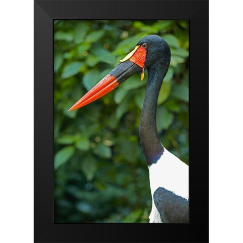 Saddle-billed Stork-Kenya III Black Modern Wood Framed Art Print by Fitzharris, Tim