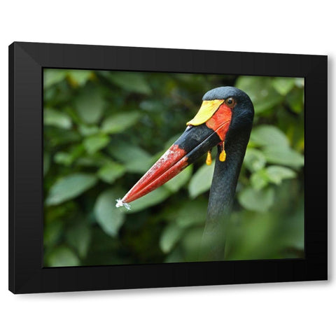 Saddle-billed Stork-Kenya IV Black Modern Wood Framed Art Print with Double Matting by Fitzharris, Tim