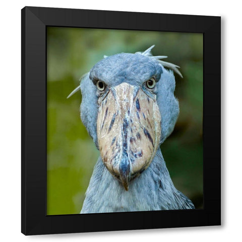 Shoe-billed Stork I Black Modern Wood Framed Art Print with Double Matting by Fitzharris, Tim