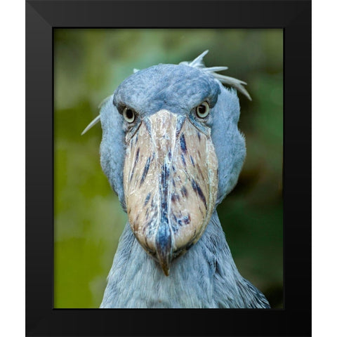 Shoe-billed Stork I Black Modern Wood Framed Art Print by Fitzharris, Tim