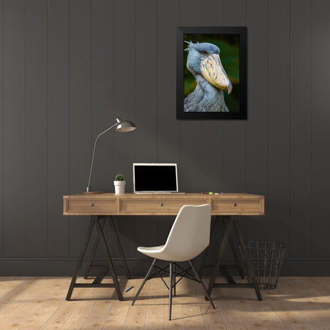 Shoe-billed Stork II Black Modern Wood Framed Art Print by Fitzharris, Tim