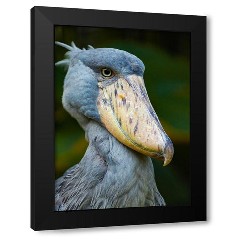 Shoe-billed Stork II Black Modern Wood Framed Art Print with Double Matting by Fitzharris, Tim