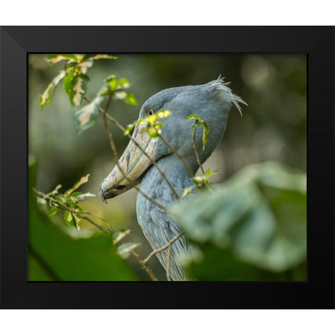 Shoe-billed Stork III Black Modern Wood Framed Art Print by Fitzharris, Tim