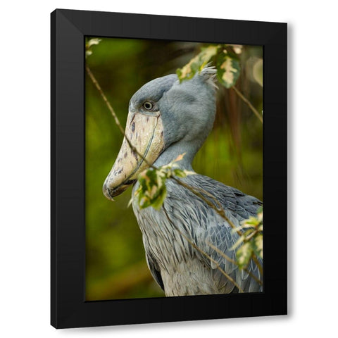 Shoe-billed Stork IV Black Modern Wood Framed Art Print by Fitzharris, Tim