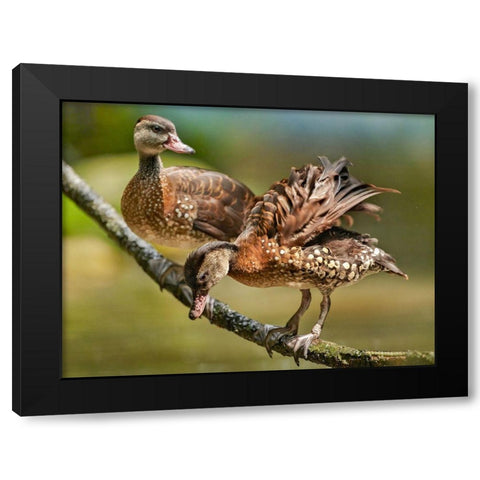 White Spotted Tree Ducks Black Modern Wood Framed Art Print by Fitzharris, Tim