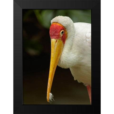 Yellow-billed Stork Black Modern Wood Framed Art Print by Fitzharris, Tim