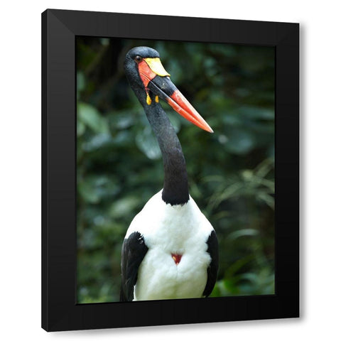 Saddle-billed Stork-Kenya Black Modern Wood Framed Art Print by Fitzharris, Tim