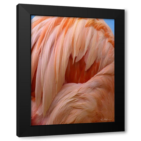 Caribbean Greater Flamingo Close-up of Back Black Modern Wood Framed Art Print with Double Matting by Fitzharris, Tim