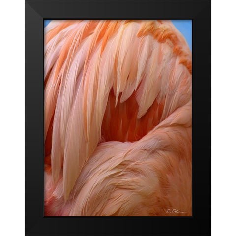 Caribbean Greater Flamingo Close-up of Back Black Modern Wood Framed Art Print by Fitzharris, Tim