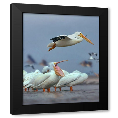 White Pelicans at Bolivar Flats-Texas Black Modern Wood Framed Art Print by Fitzharris, Tim