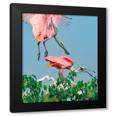 Roseate Spoonbills-HIgh Island-Texas USA Black Modern Wood Framed Art Print by Fitzharris, Tim