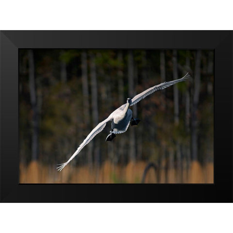 Trumpeter Swan-Arkansas I Black Modern Wood Framed Art Print by Fitzharris, Tim